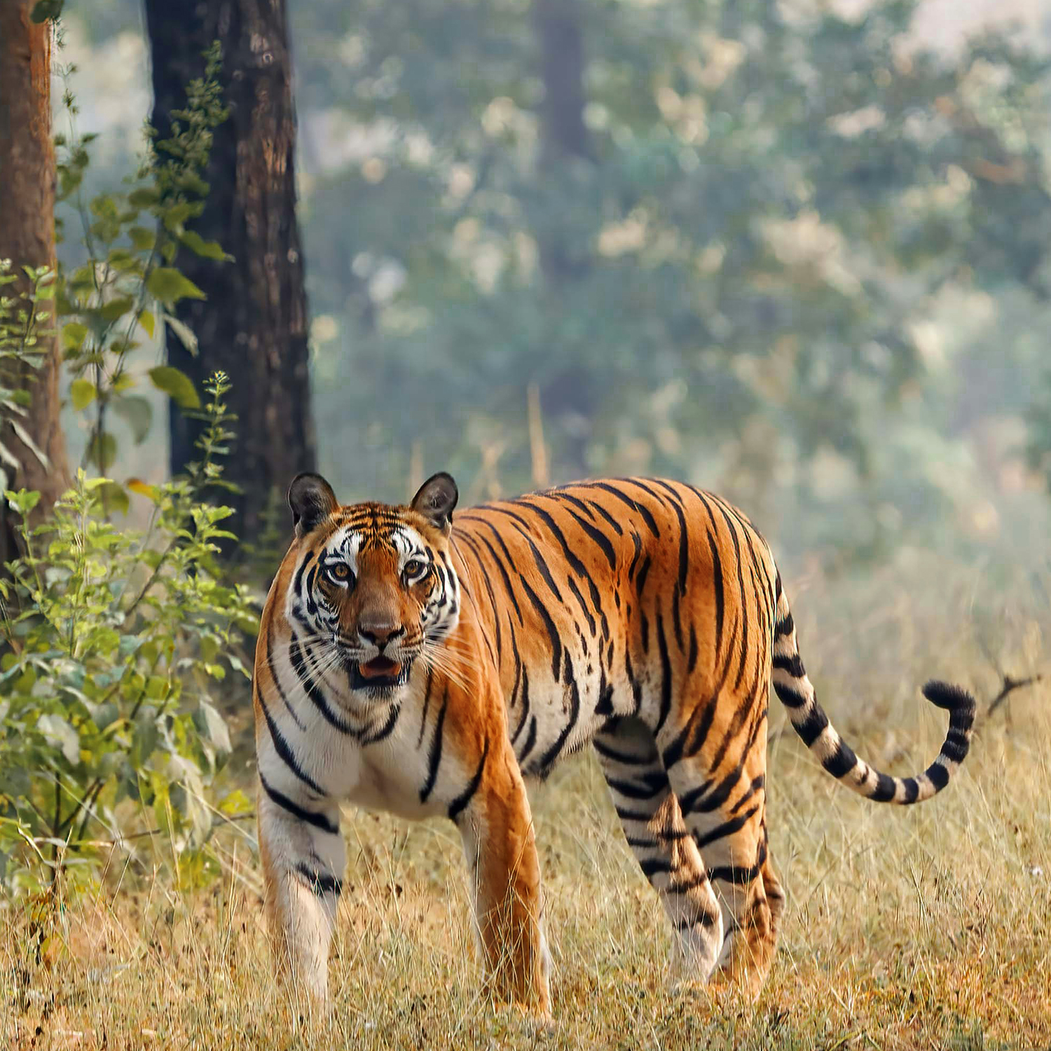 Ranthambore Tiger